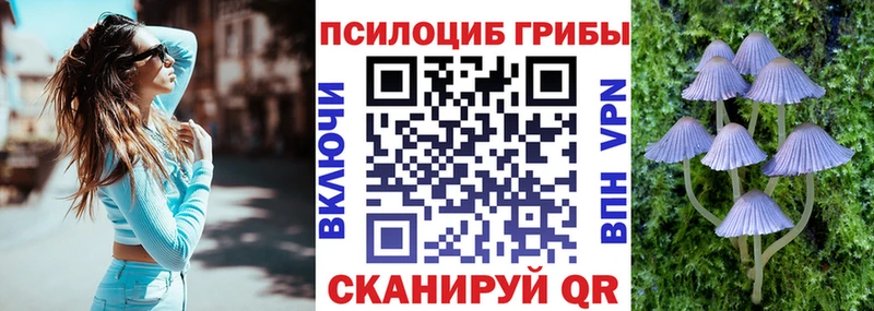 Псилоцибиновые грибы Psilocybe  магазин    Томмот 
